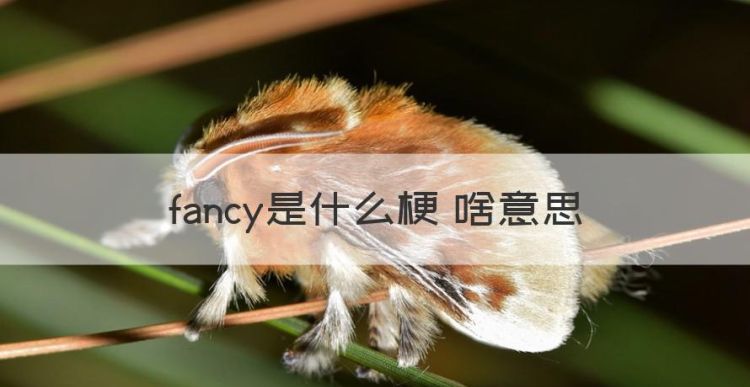 fancy是什么意思，fancy是什么梗 啥意思