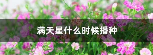 满天星适合什么季节种，满天星种子适合什么时候种植图2