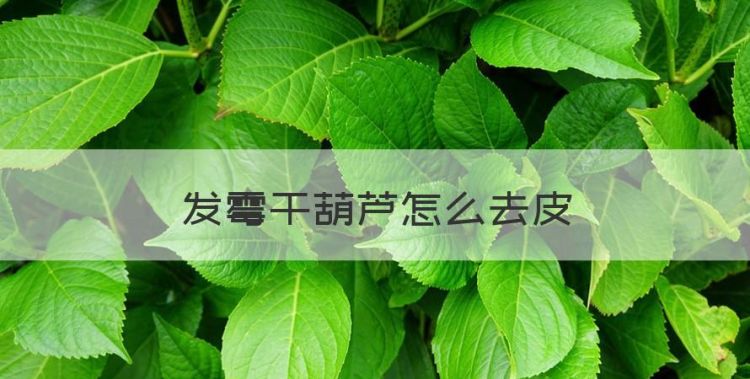 发霉干葫芦怎么去皮图1