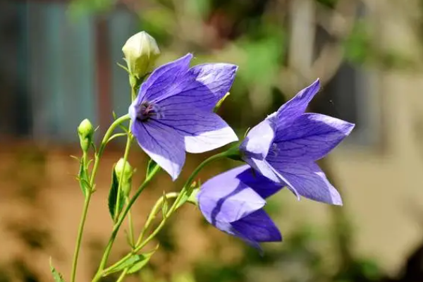 花的名字有哪些 花名,花的名字有哪些 花名英文图4