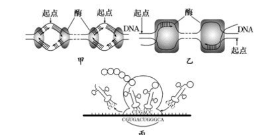 转录需要解旋酶图2