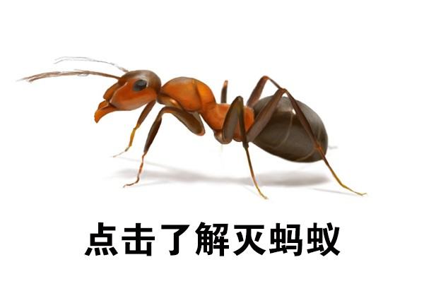 家中小蚂蚁怎么彻底根除,怎么消灭家里的蚂蚁的方法