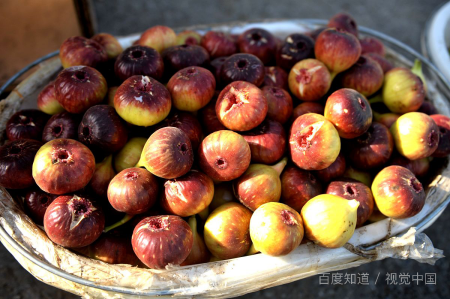 无花果能种在院子里,无花果树能种在院子里图2