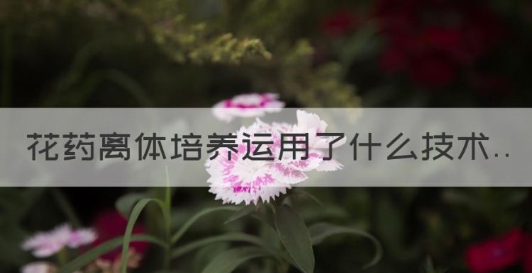 花药离体培养运用了什么技术