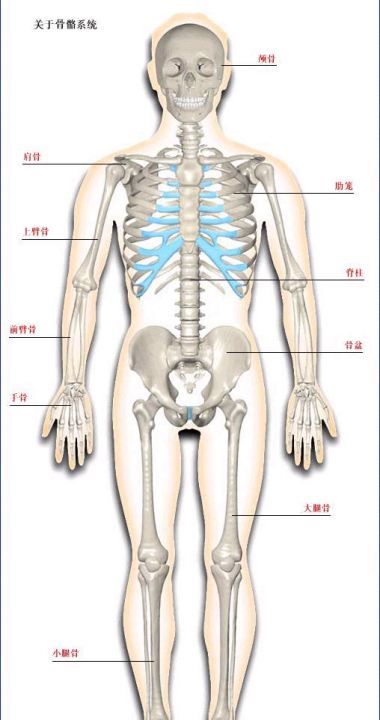 骨的特点是什么，简述人类骨骼的组成和特征图2