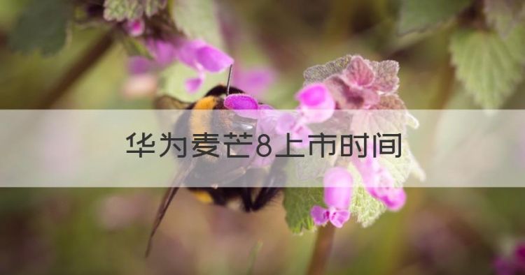 华为麦芒8上市时间