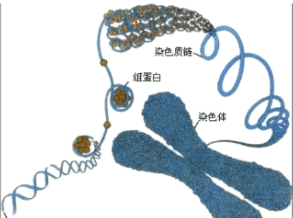 染色体的主要成分叫什么，精纯盐的主要成份是什么图3