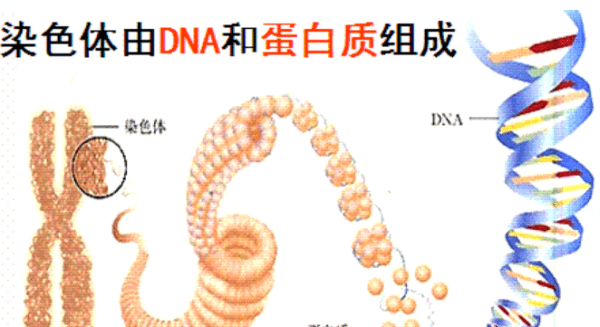 染色体的主要成分叫什么，精纯盐的主要成份是什么图4