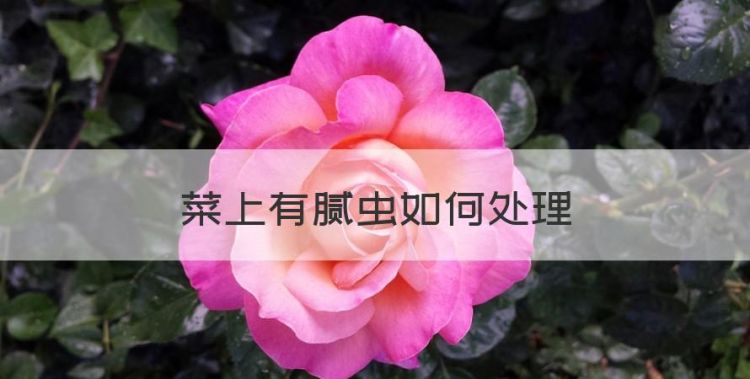 菜上有腻虫怎么治，菜上有腻虫如何处理图1