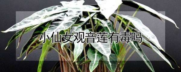 观音莲有毒吗？,观音莲有毒能放室内