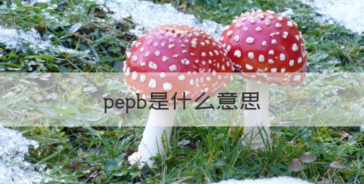 pepb是什么意思