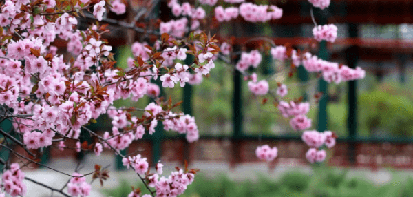 春夏秋冬有什么特点，四个季节的特点是什么一年级图2