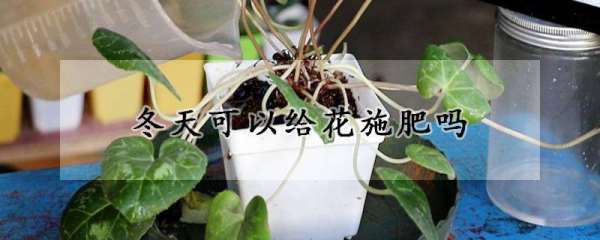 植物冬天可以施肥,冬天可以给花施肥图1