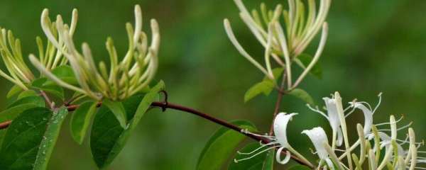 金银花冬天怎么养,金银花树冬季怎么管理图1