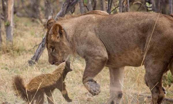 怪物猎人世界平头哥指什么,“平头哥”是什么动物图2