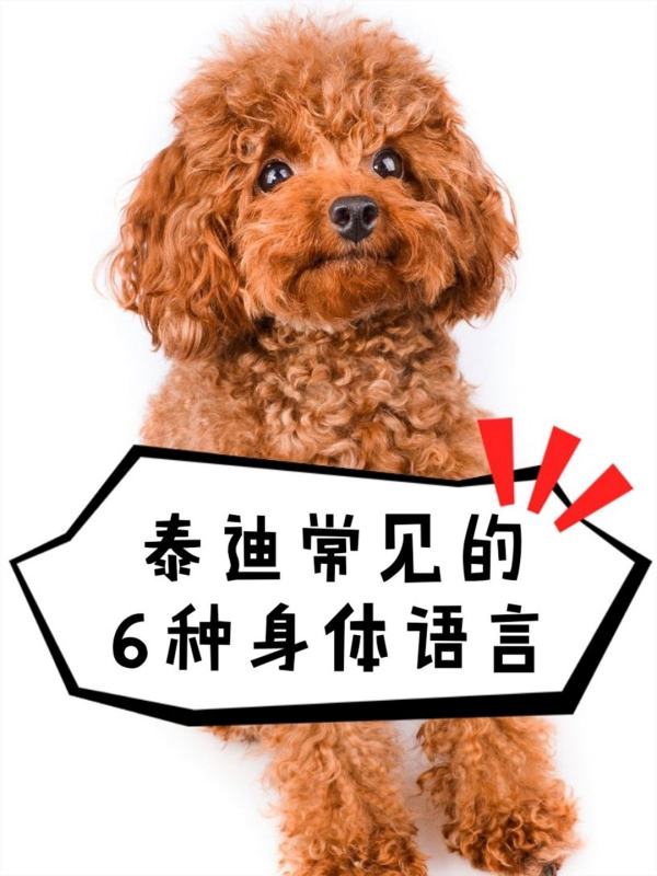 如何读懂泰迪的语言,泰迪犬要多大才能听懂我们说的话