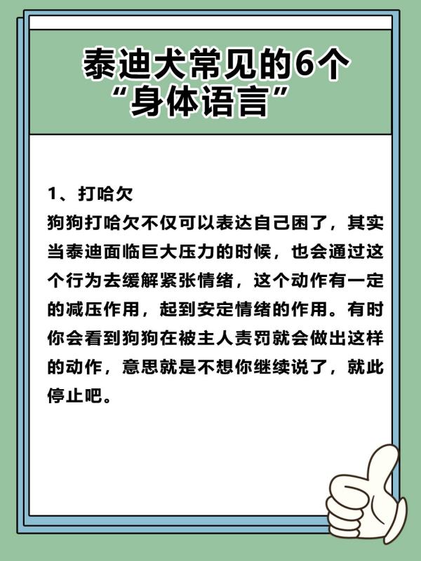 如何读懂泰迪的语言,泰迪犬要多大才能听懂我们说的话图2