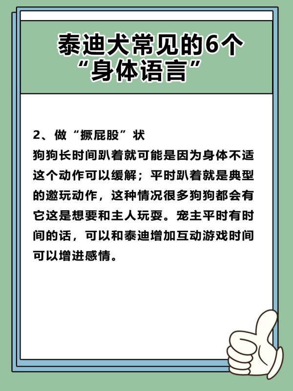 如何读懂泰迪的语言,泰迪犬要多大才能听懂我们说的话图3