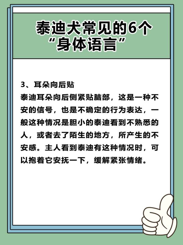 如何读懂泰迪的语言,泰迪犬要多大才能听懂我们说的话图4