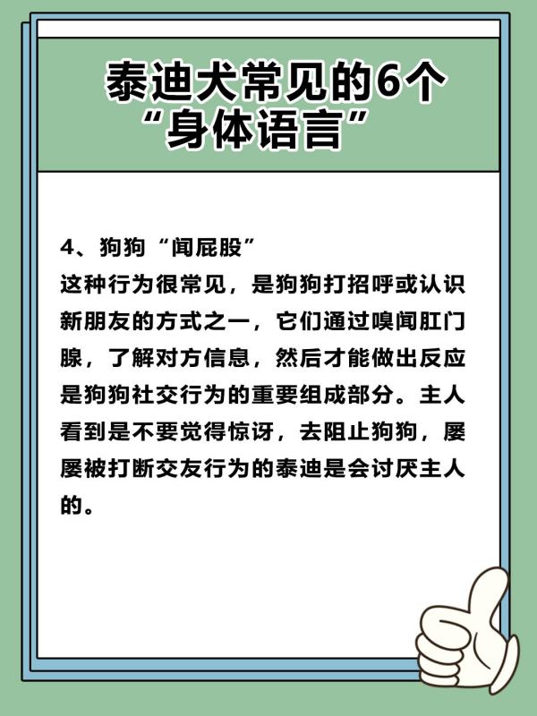 如何读懂泰迪的语言,泰迪犬要多大才能听懂我们说的话图5