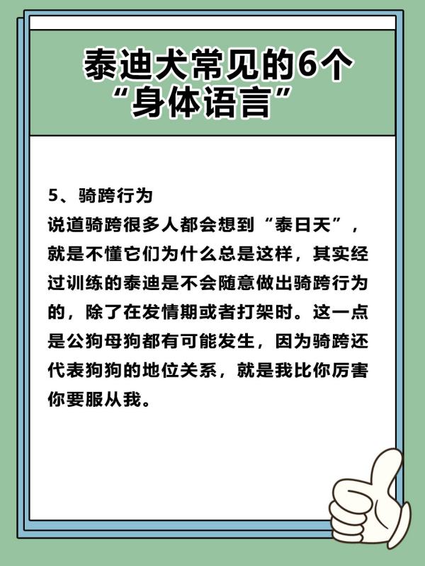 如何读懂泰迪的语言,泰迪犬要多大才能听懂我们说的话图6