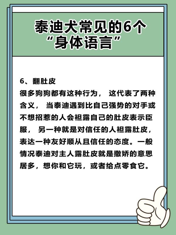 如何读懂泰迪的语言,泰迪犬要多大才能听懂我们说的话图7