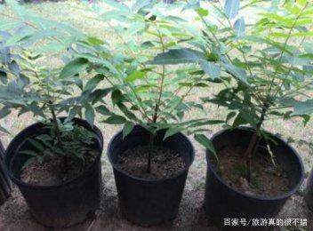 香椿芽的养殖方法和注意事项,怎么养香椿苗