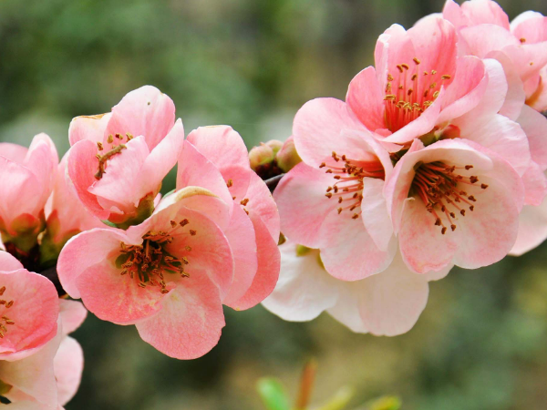 海棠花花语 海棠花花语是什么,海棠花的花语