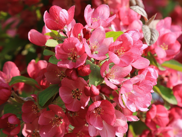 海棠花花语 海棠花花语是什么,海棠花的花语图2