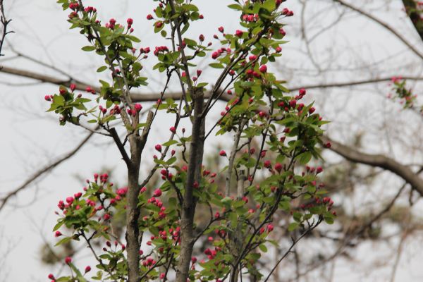 海棠花花语 海棠花花语是什么,海棠花的花语图3