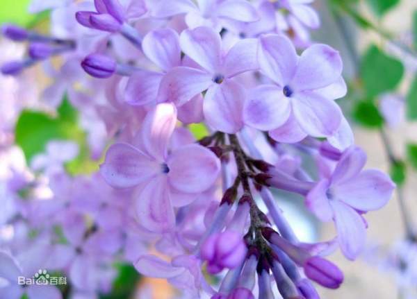 花卉名称大全500种,百合花水仙花丁香花康乃馨象征意义图4