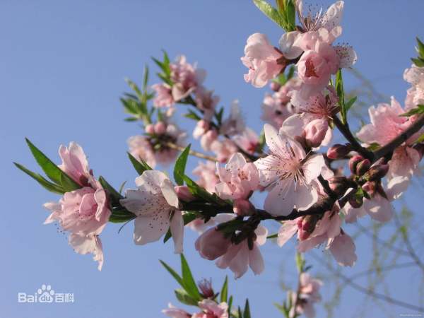 花卉名称大全500种,百合花水仙花丁香花康乃馨象征意义图6