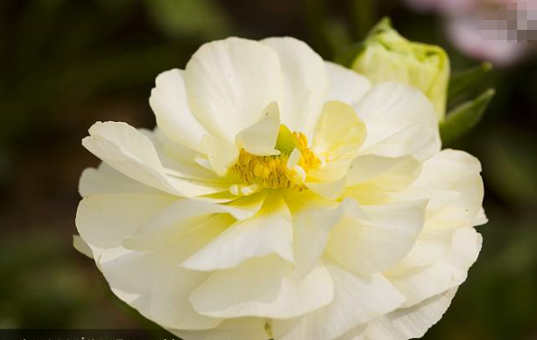 花卉名称大全500种,百合花水仙花丁香花康乃馨象征意义图15