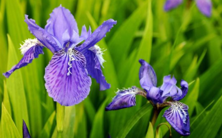 花卉名称大全500种,百合花水仙花丁香花康乃馨象征意义图28