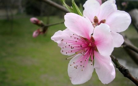 花卉名称大全500种,百合花水仙花丁香花康乃馨象征意义图29