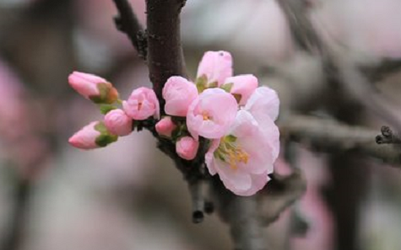 花卉名称大全500种,百合花水仙花丁香花康乃馨象征意义图30