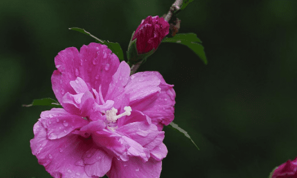 木槿什么时候开花，木槿花什么季节开花图3