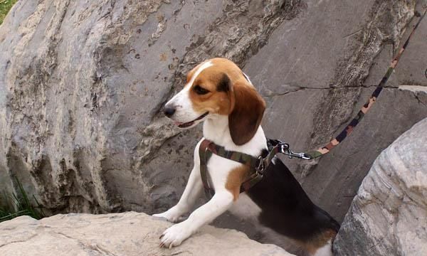 小型宠物犬品种大全,小型犬狗品种大全图3