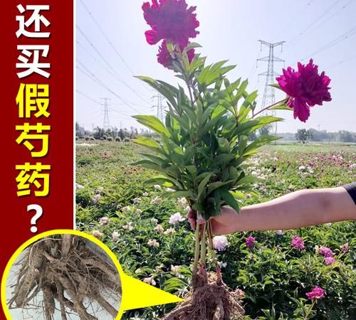 梦见芍药花根,梦到粉色的花是什么征兆图3