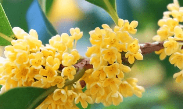 桂花几月份开花,桂花一般几月份开花图2