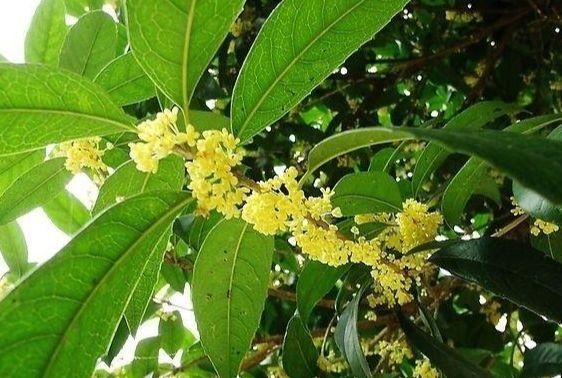 桂花几月份开花,桂花一般几月份开花图3