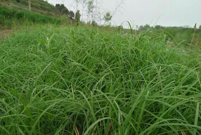 养牛种什么草一年四季都能生长,养牛种植什么草最好产量高