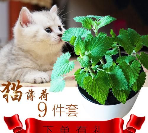 猫薄荷的种植方法,猫薄荷的养殖方法和注意事项图6