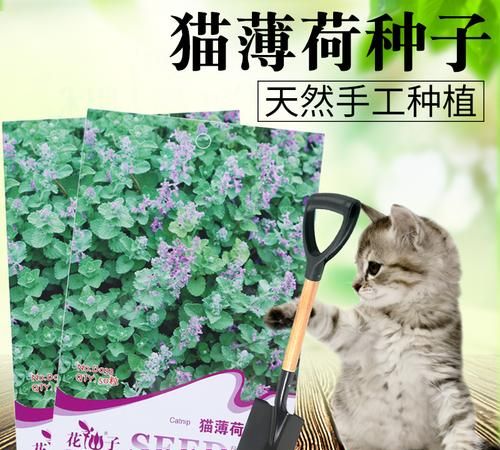 猫薄荷的种植方法,猫薄荷的养殖方法和注意事项图7