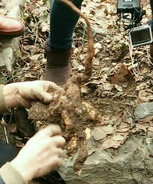 野山药长什么样子,野山药的藤怎么识别