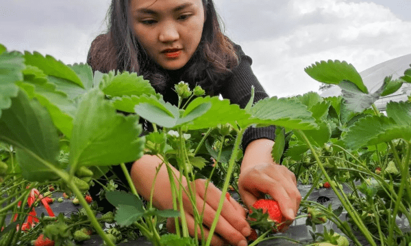 草莓养殖方法及注意事项，草莓的种植方法和技术视频图5