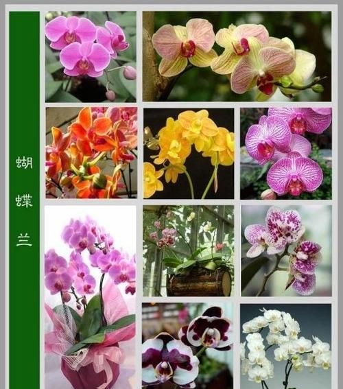 花卉名称大全500种,花卉名称大全