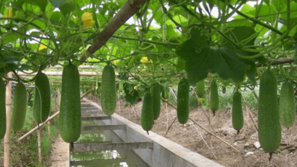 种冬瓜喜欢什么肥，冬瓜种植管理技术要点图3