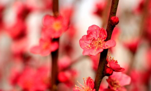 梅花施肥的技巧，梅花花芽分化期怎样施肥图1