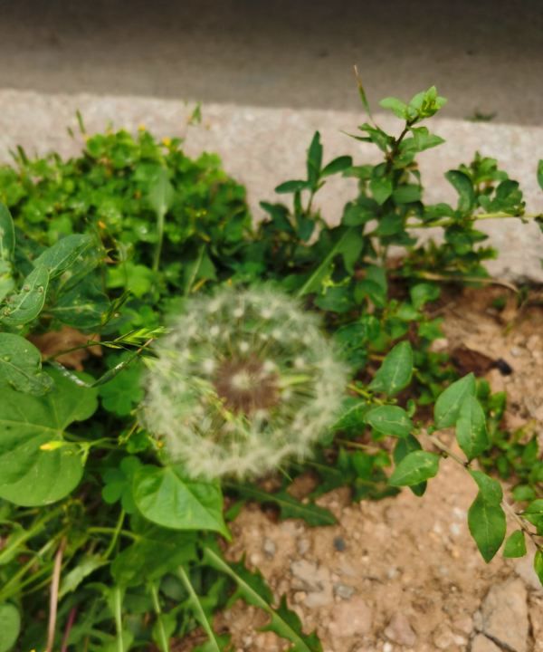 真正的蒲公英长什么样,蒲公英什么时候开花